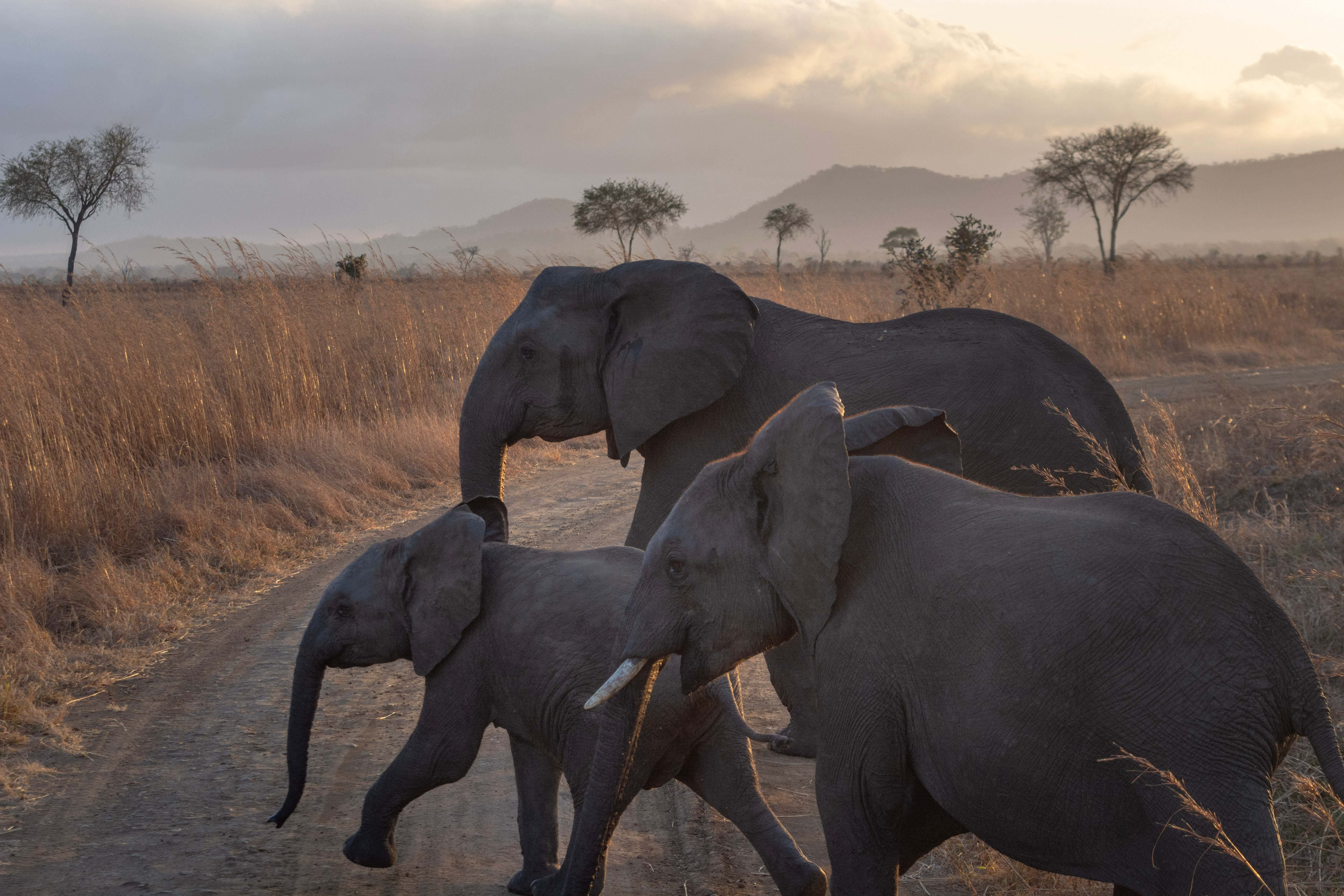 A Keystone Species – The importance of elephants on the ecosystem