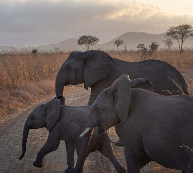 Elephant herd in the African Savannah