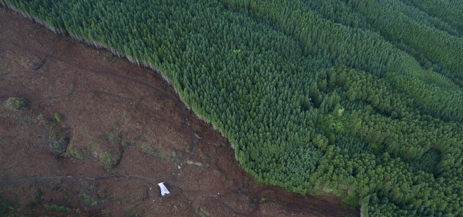 Aerial view of forest which has half disappeared from logging