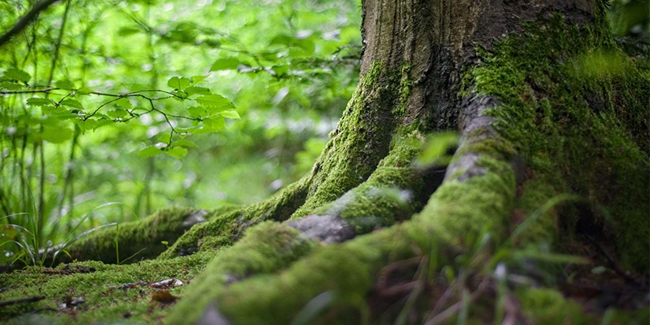 A tree trun and roots in Poland's Bialowieza Forest 