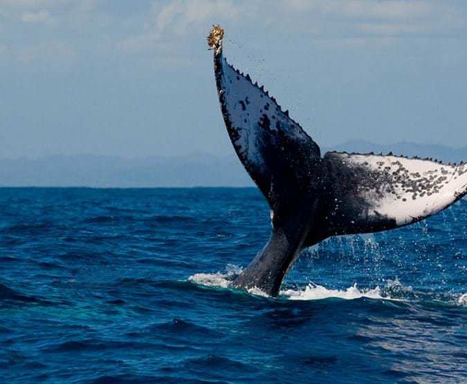 A whale tail above the ocean surface