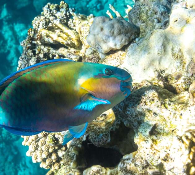 Parrotfish in coral reef