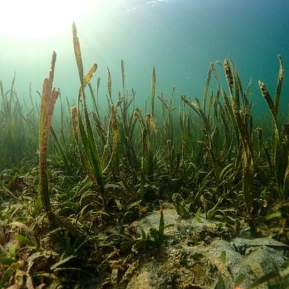 Seagrass on a seabed