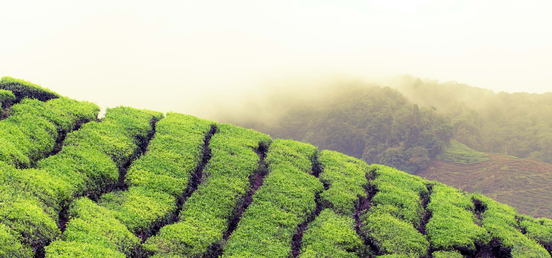 Aerial view of tea plantation with a misty sky in the background