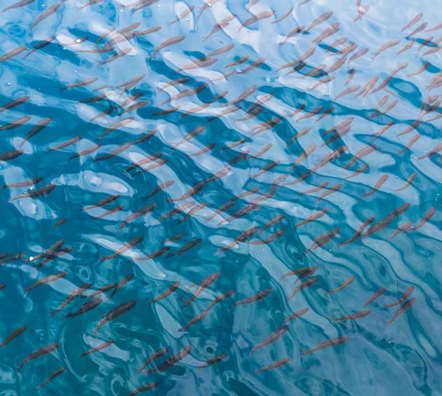 Aerial view of school of fish underwater