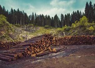 Pile of timber logs