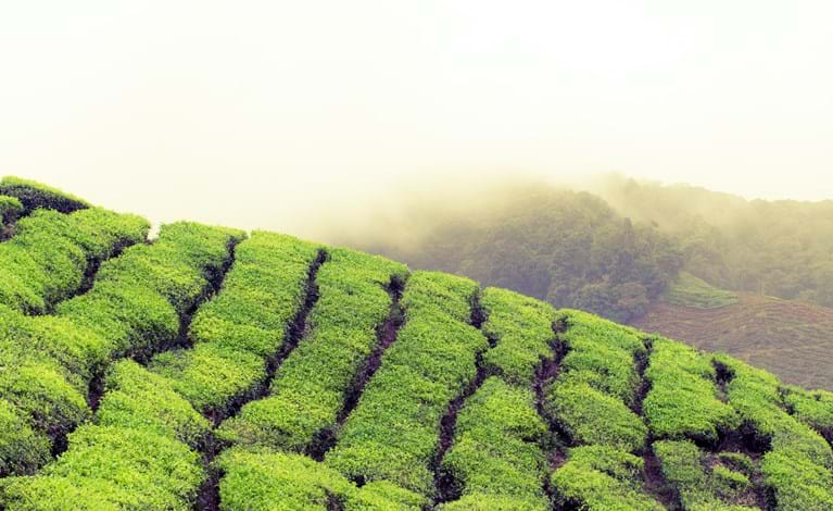 Aerial view of tea plantation with a misty sky in the background