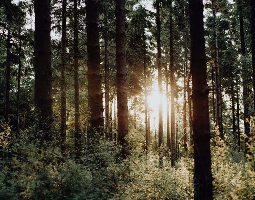 Sunlight shining through dense forest