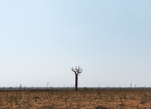 Dead tree in a field