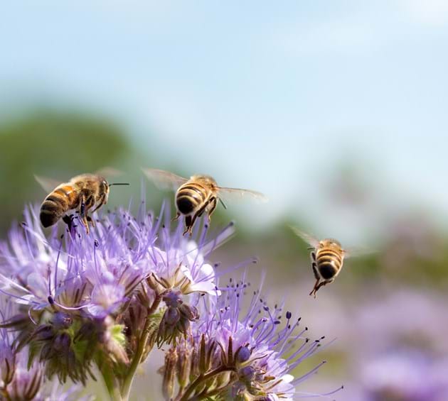 Honeybees on flowers