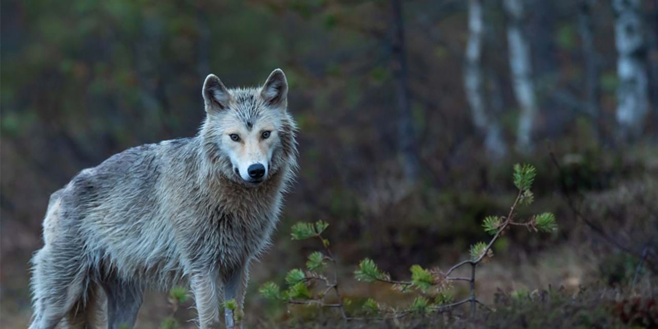 A Finnish wolf in a forest